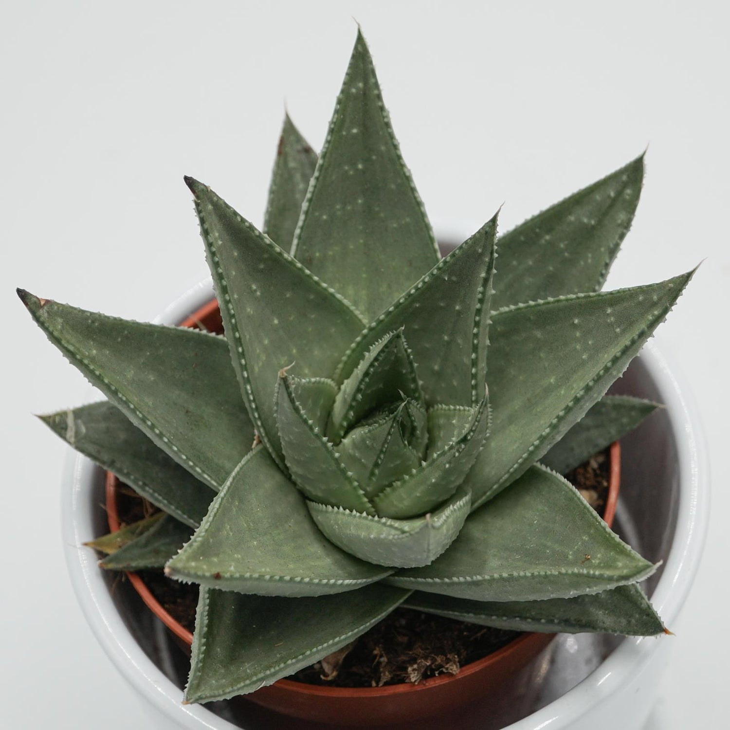 Haworthia Savanna - 8.5cm