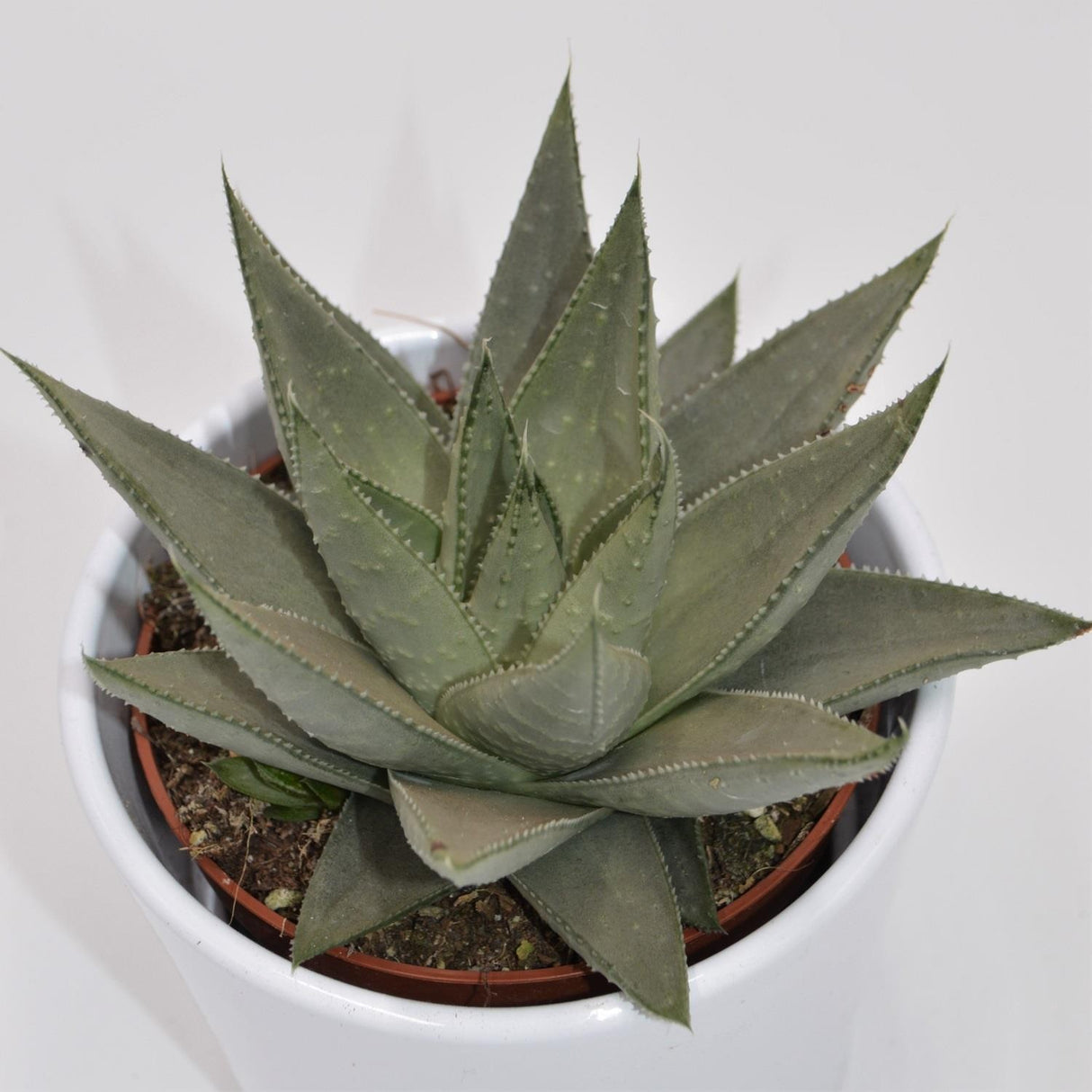 Haworthia Savanna - 10.5cm
