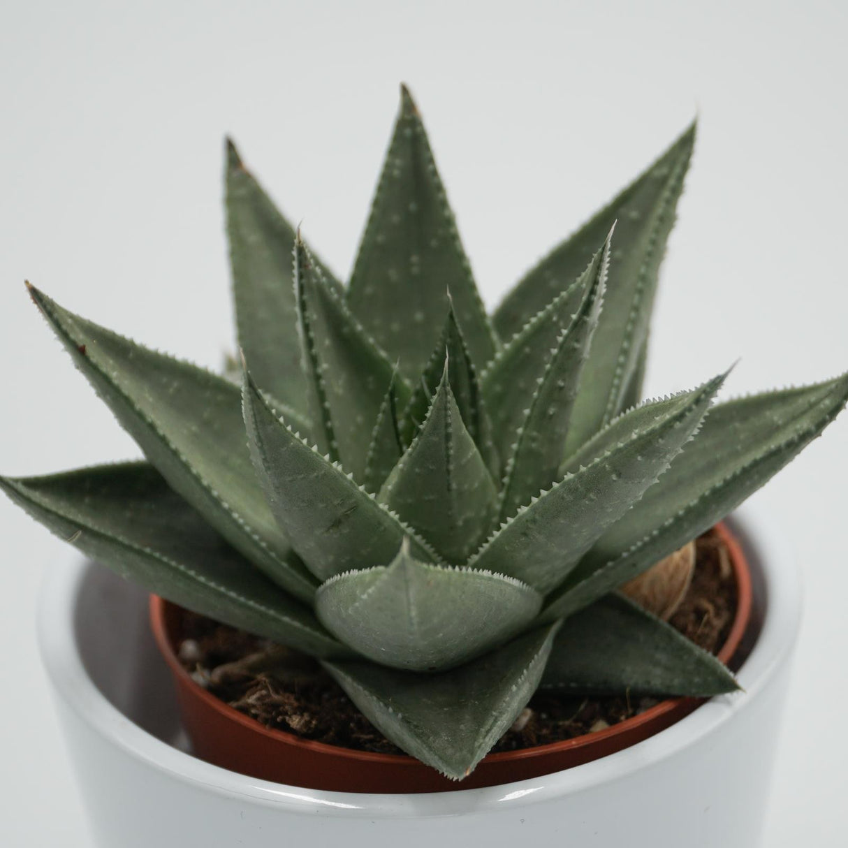 Haworthia Savanna - 8.5cm