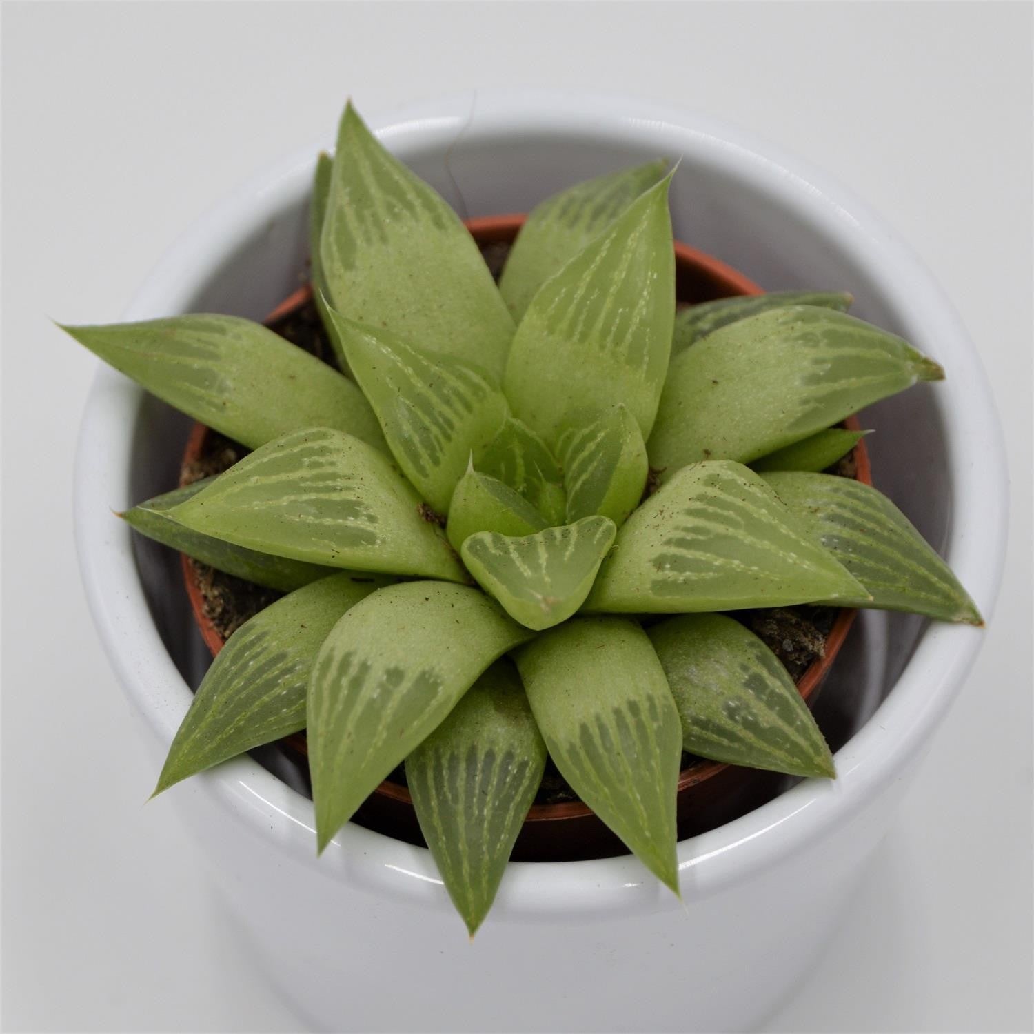 Haworthia turgida - 5.5cm