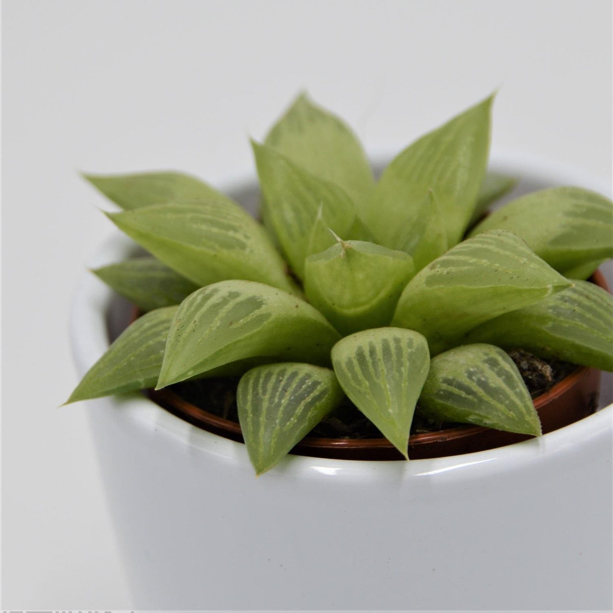 Haworthia turgida - 5.5cm