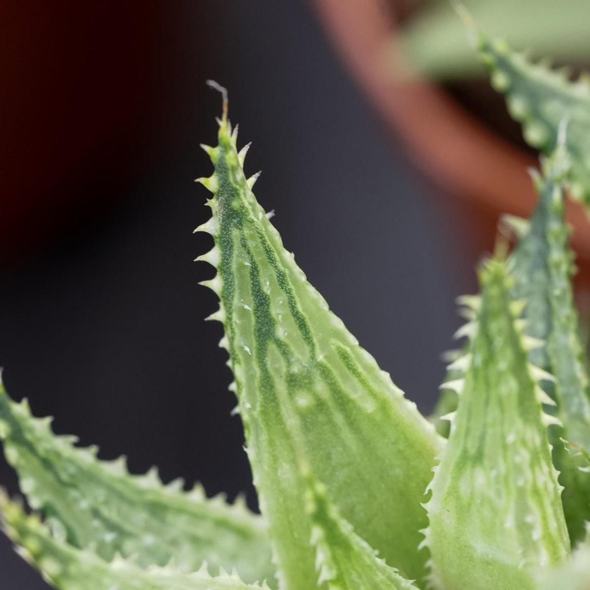 Haworthia Vivaldi - 5.5cm