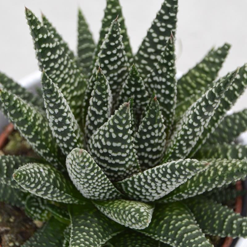 Haworthia fasciata Albert - 8.5cm