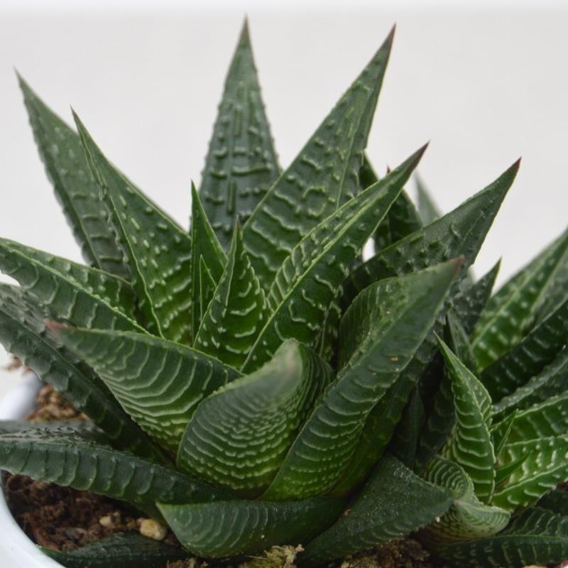 Haworthia limifolia - 10,5cm
