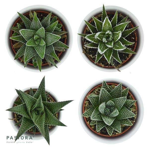 Hei Haworthia - 5er Sukkulenten-Mix