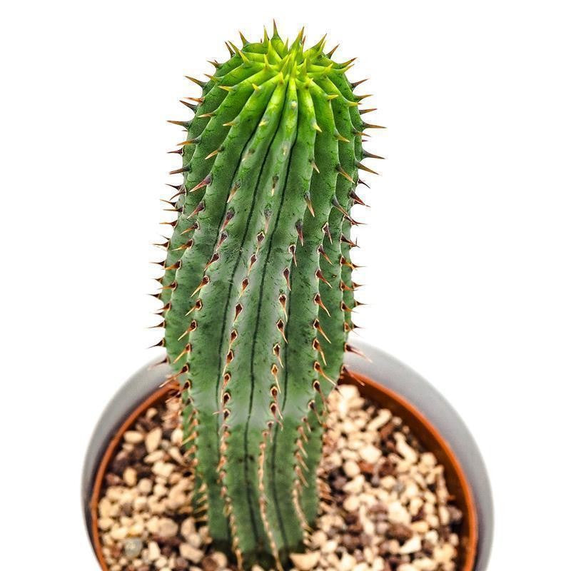 Hoodia gordonii - 10.5cm