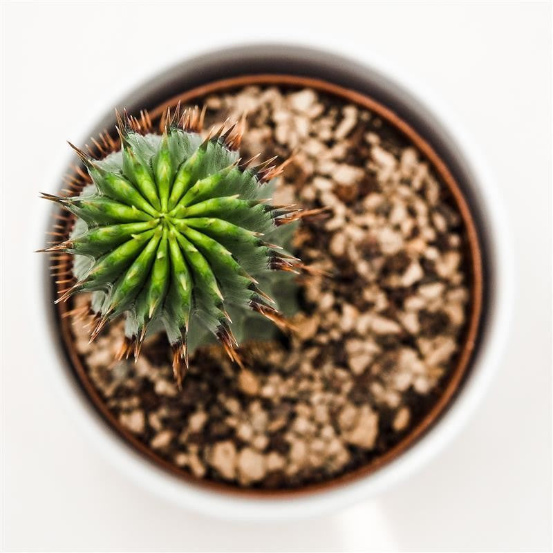 Hoodia gordonii - 10.5cm