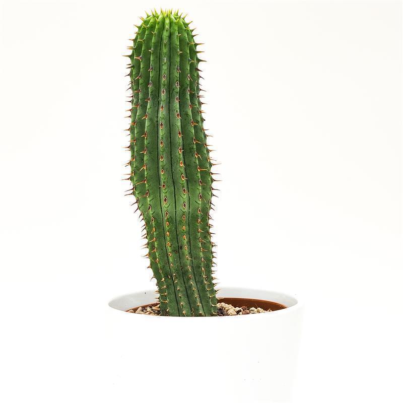 Hoodia gordonii - 10.5cm