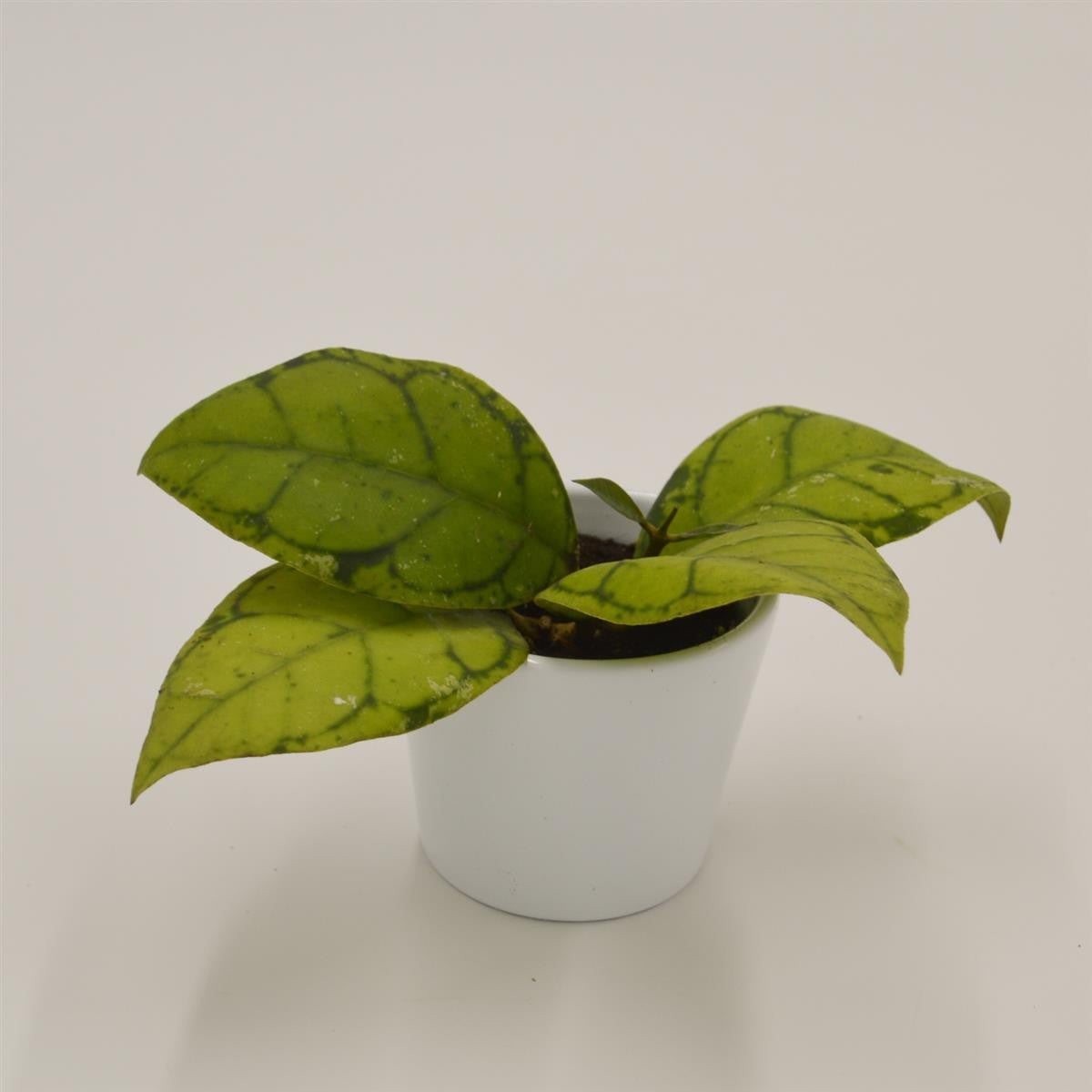 Hoya Callistophylla - 6cm