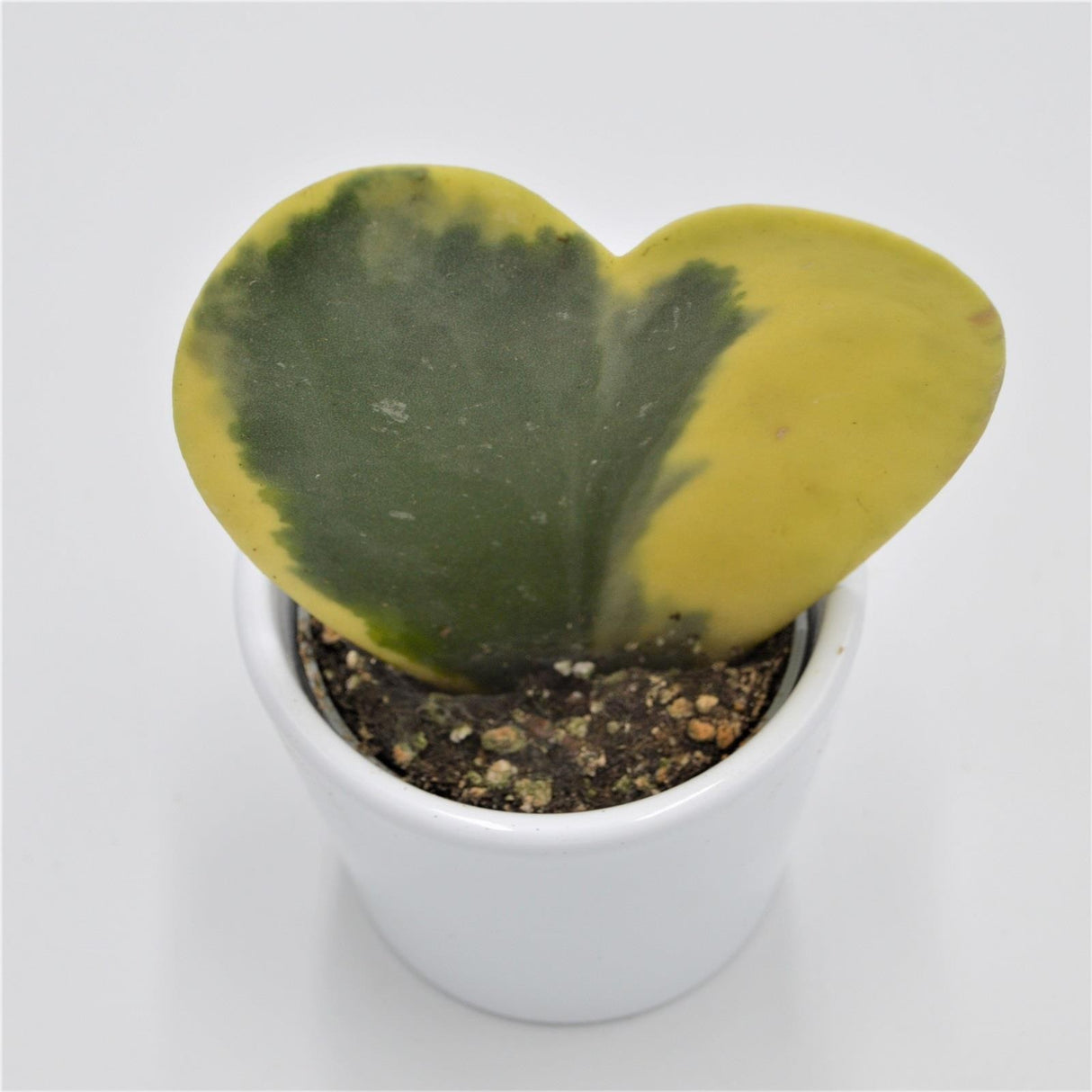 Hoya kerrii f. variegata - 6cm