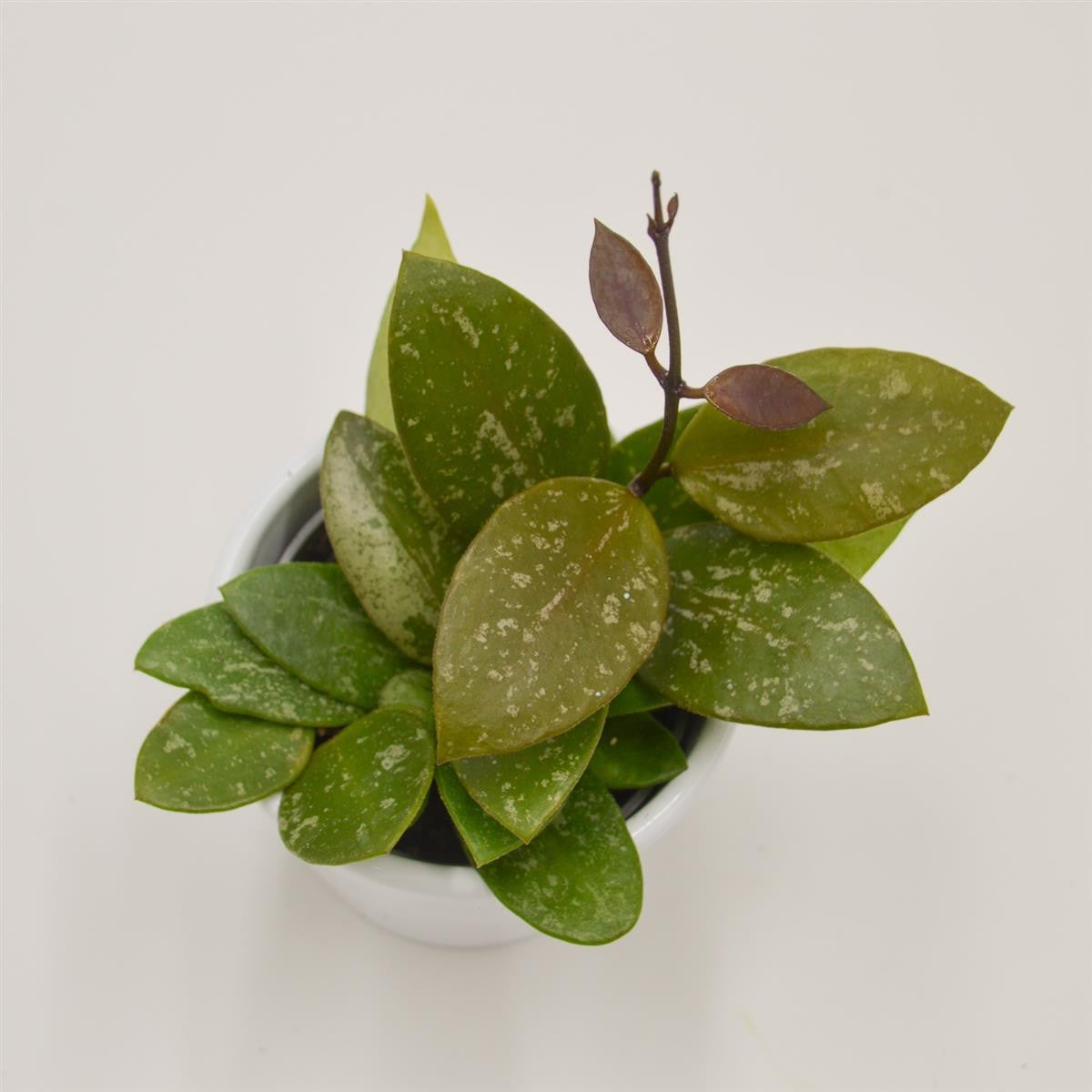 Hoya Rosita - 6cm