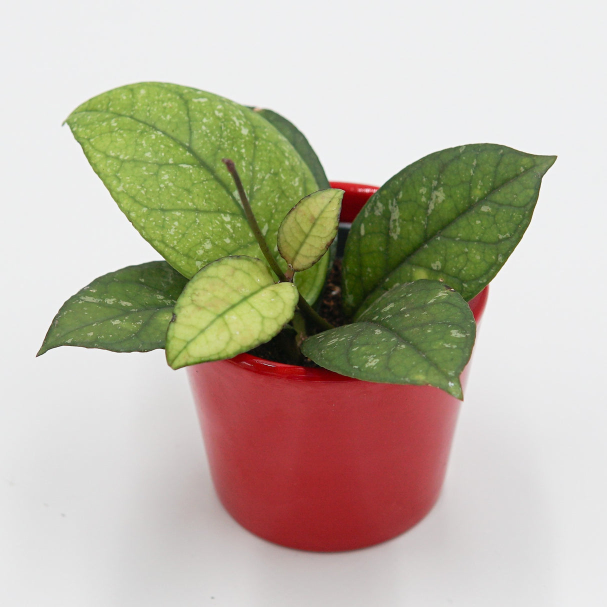 Hoya sp. Sabah - 6cm