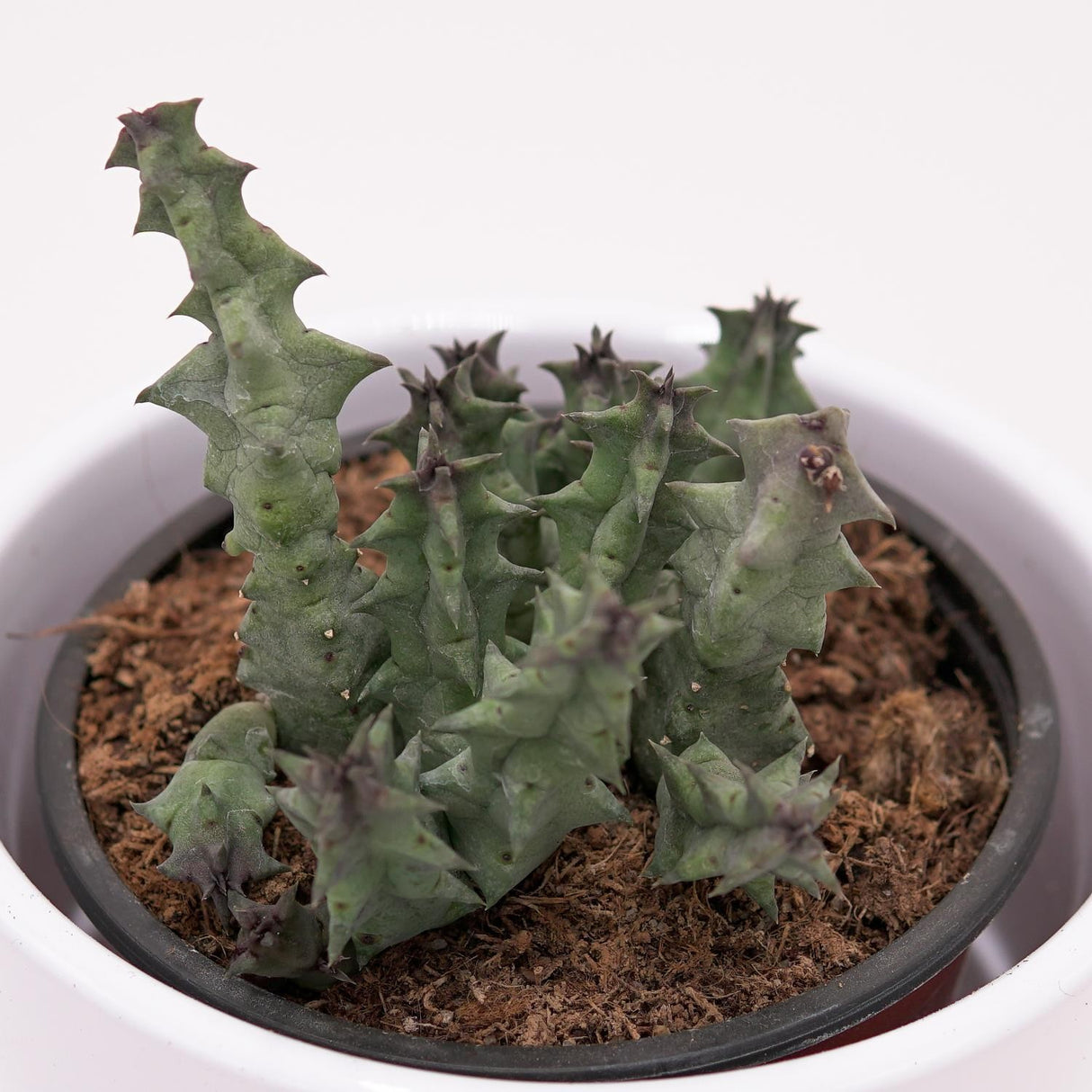 Huernia primulina - 8cm