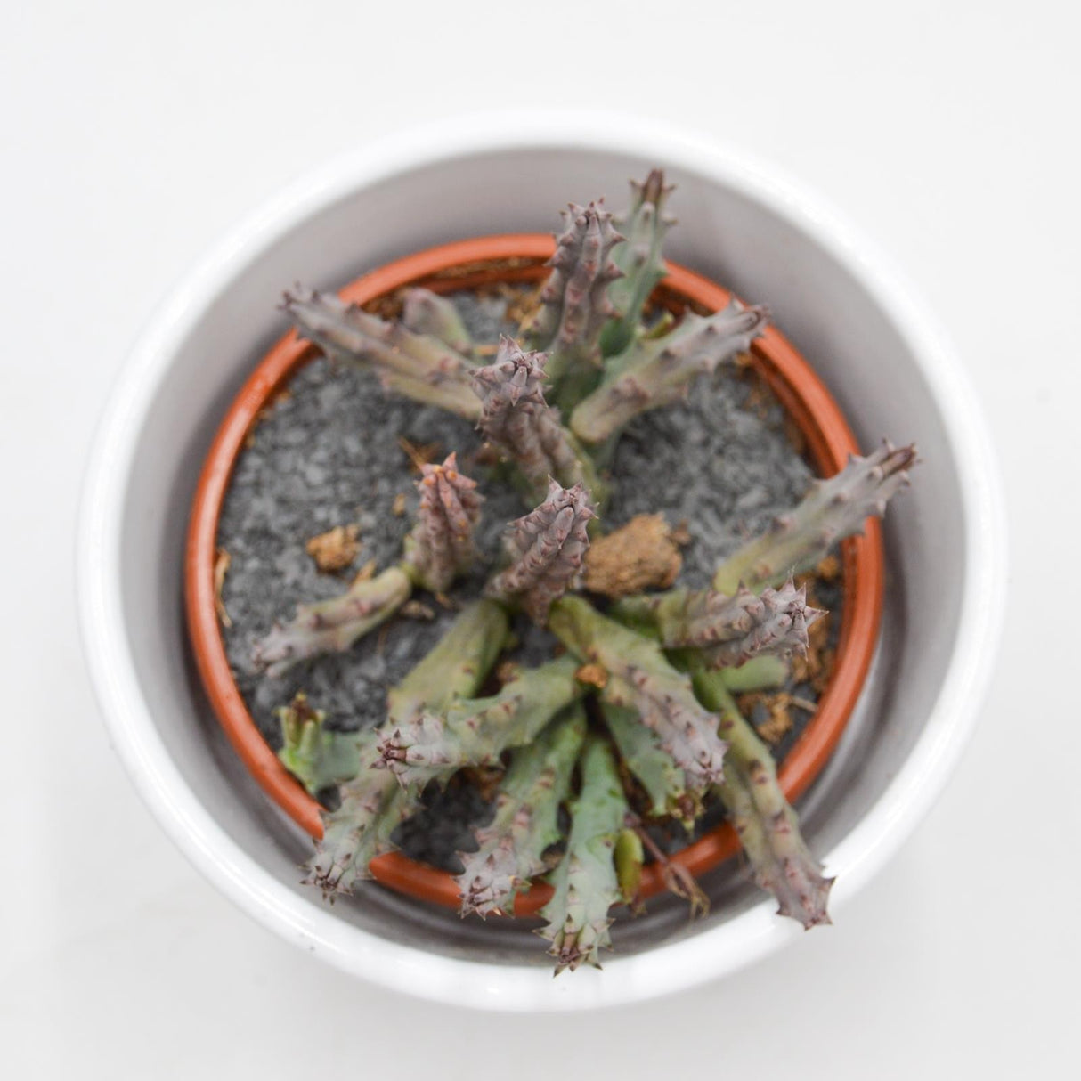 Huernia x pendurata - 8cm