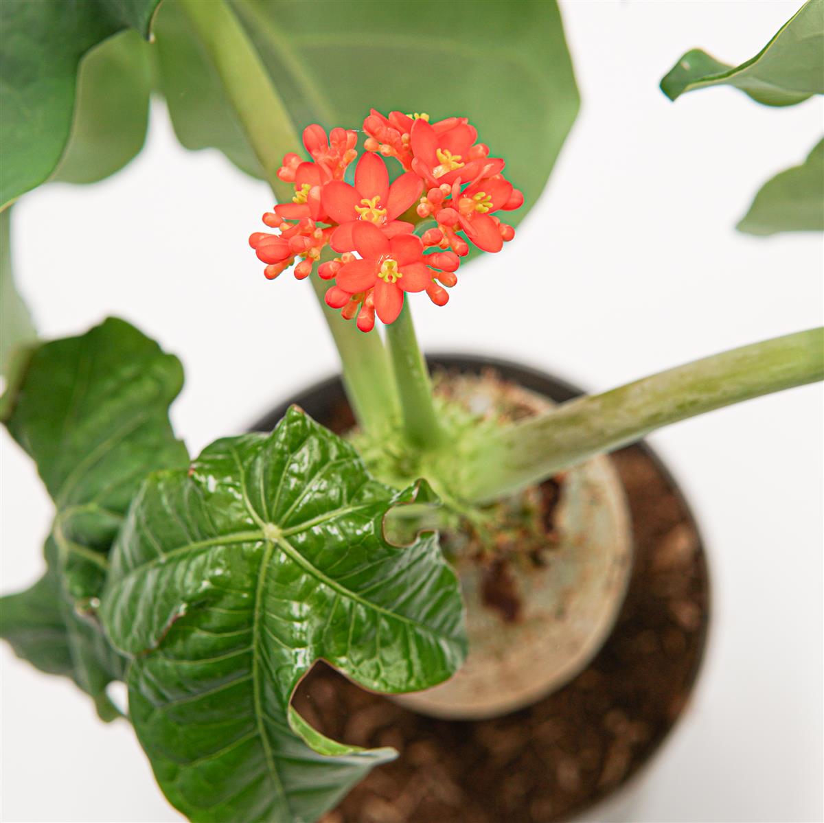 Jatropha podagrica - 14cm