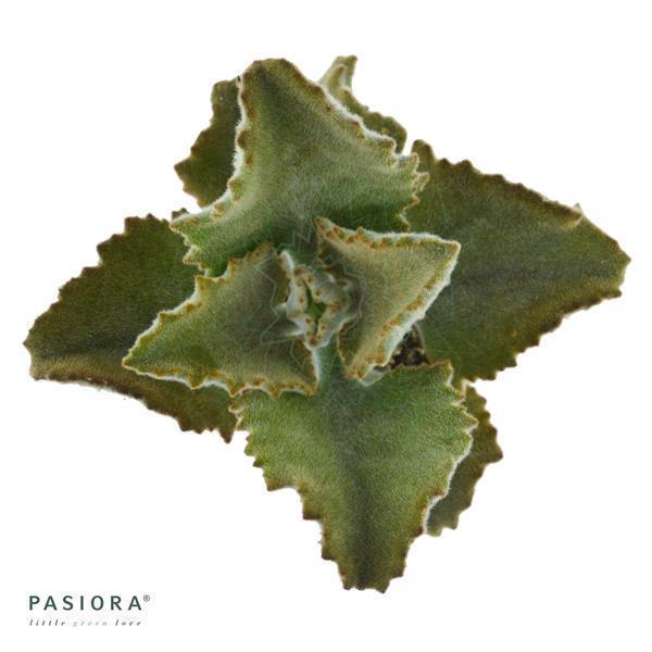 Kalanchoe beharensis Fang - 6cm