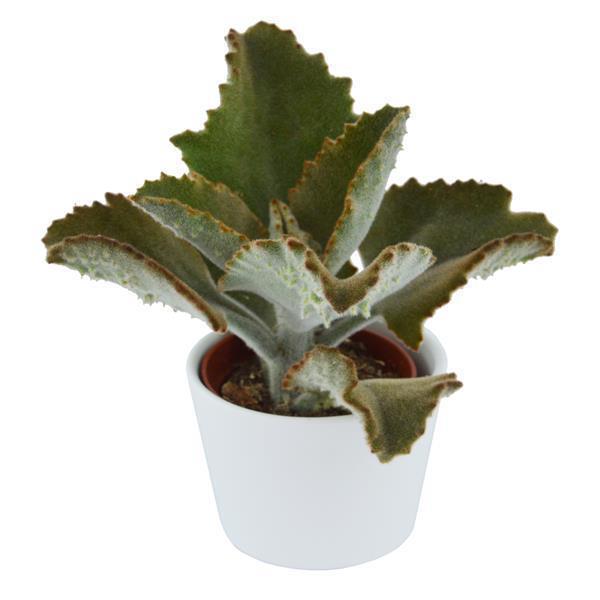 Kalanchoe beharensis Fang - 6cm