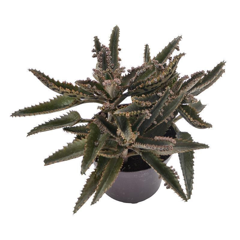 Kalanchoe daigremontiana - 12cm