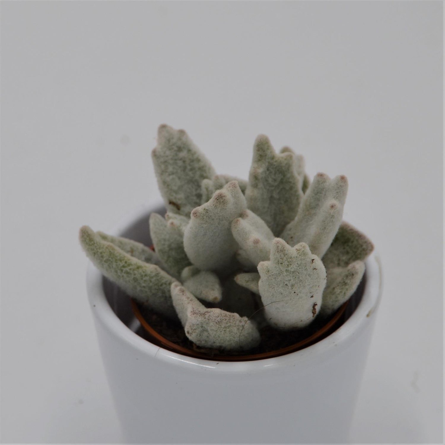 Kalanchoe eriophylla - 5.5cm