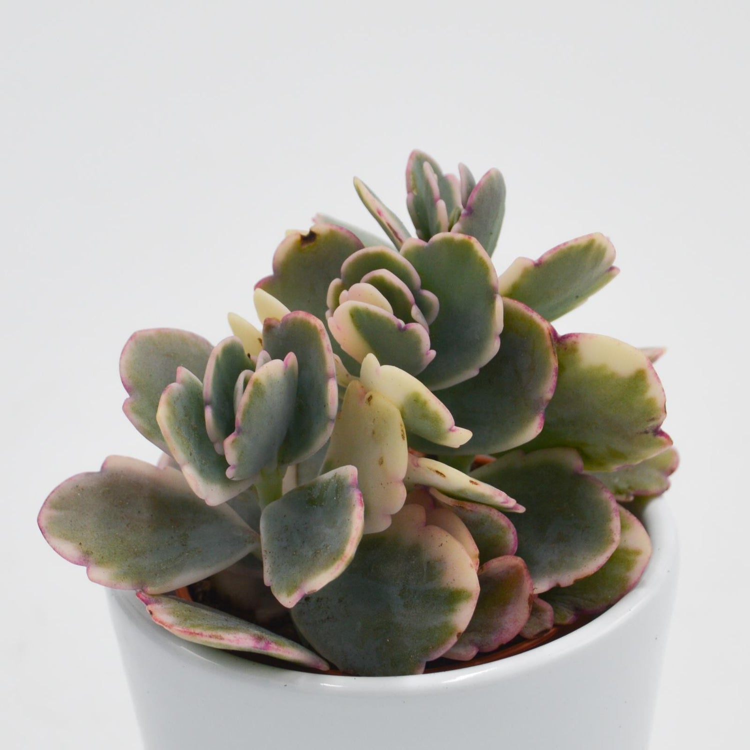 Kalanchoe f. variegata Tricolor - 5.5cm