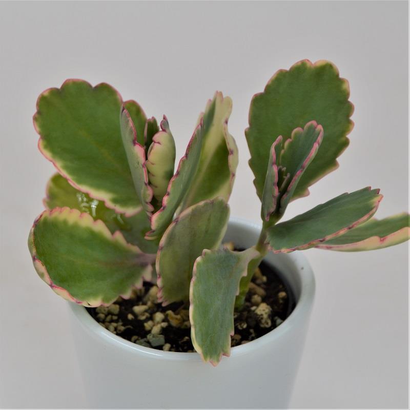 Kalanchoe f. variegata Tricolor - 5.5cm