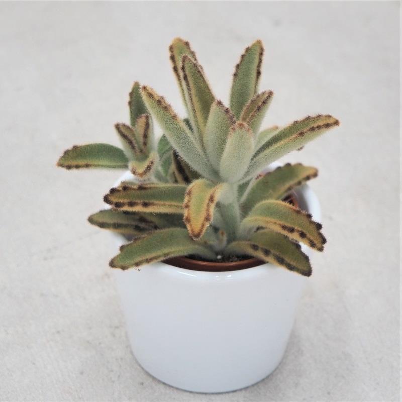 Kalanchoe tomentosa Golden Girl - 6cm