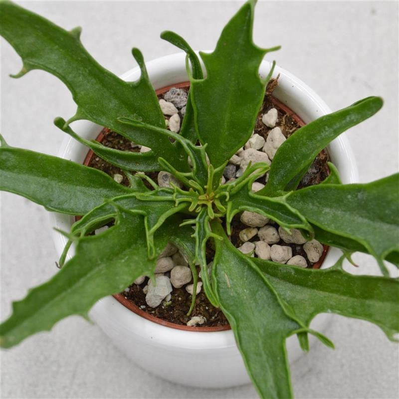 Kalanchoe katapifa Tarantula Pink - 6cm