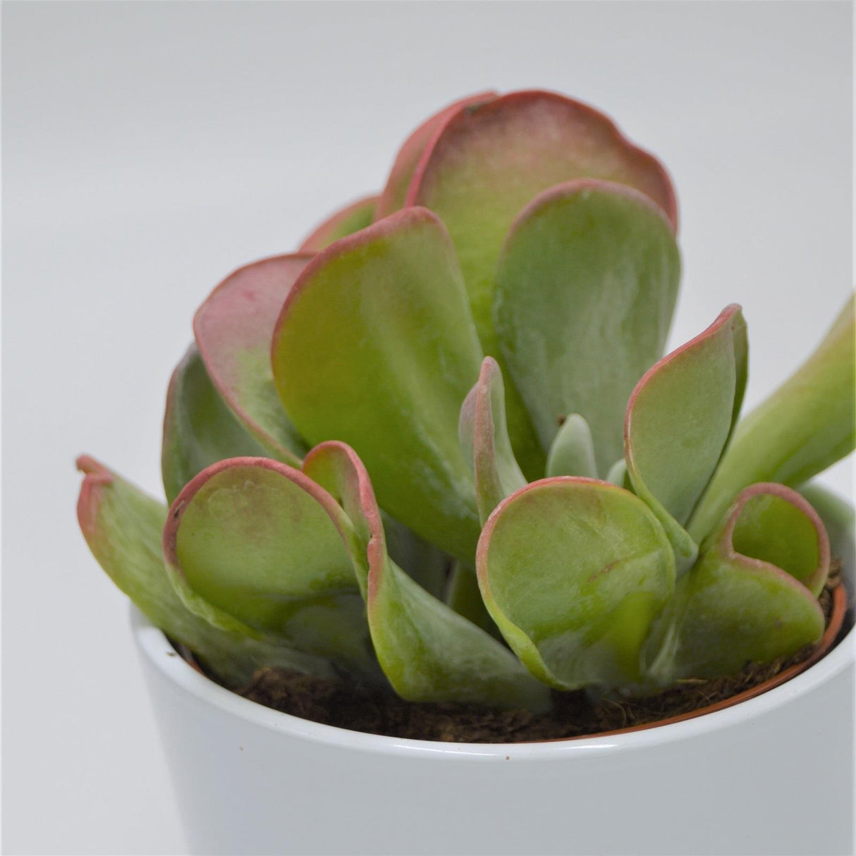 Kalanchoe Lady Finger - 12cm