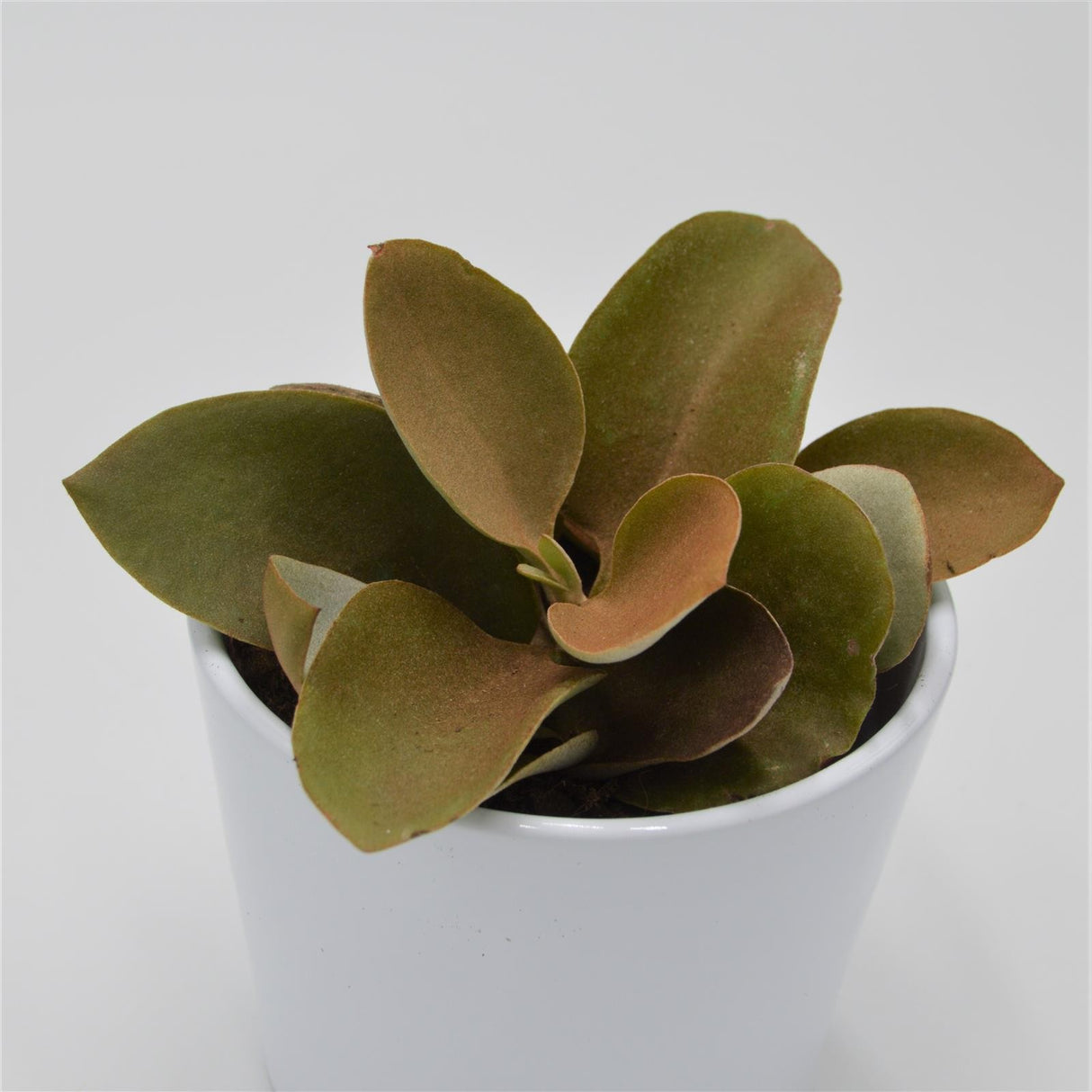 Kalanchoe orgyalis - 8,5cm