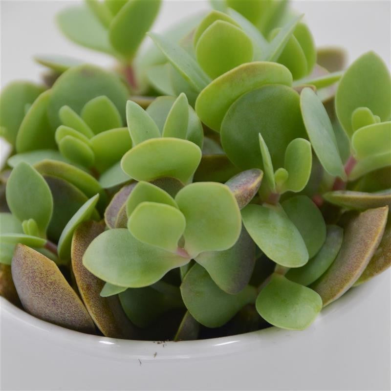 Kalanchoe rotundifolia - 6cm