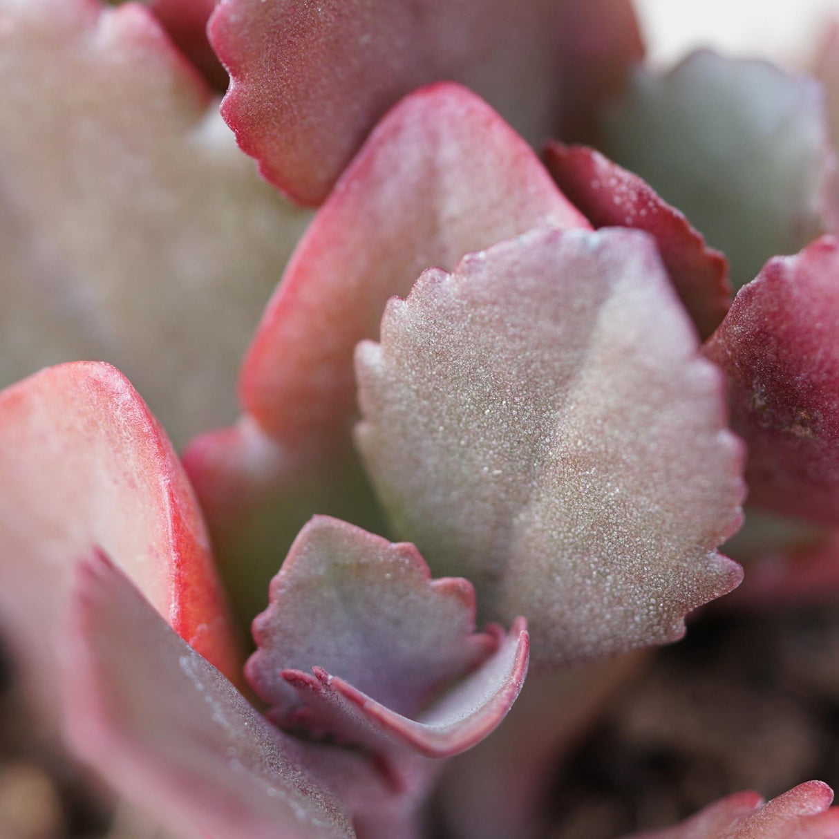 Kalanchoe rubinea - 5,5cm
