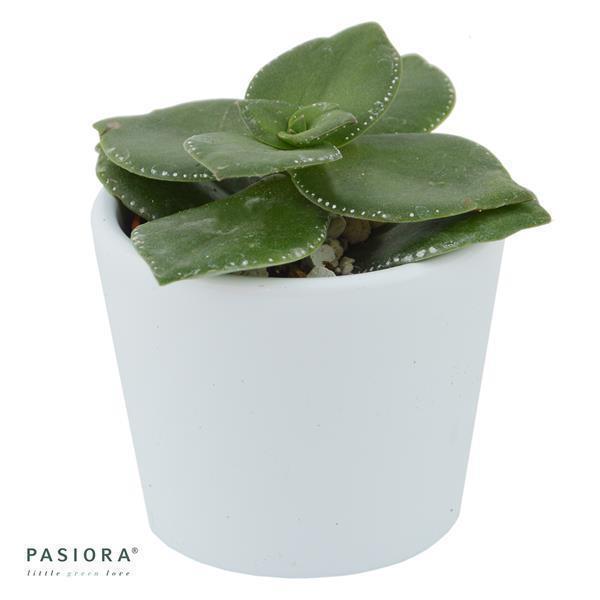 Crassula lactea - 6cm