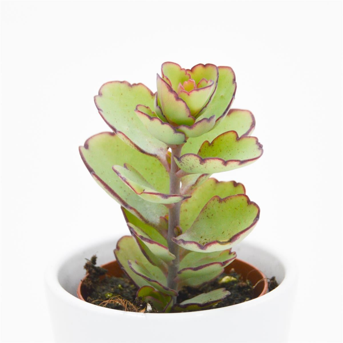 Kalanchoe thailandii- 5,5cm