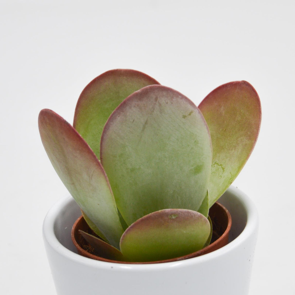 Kalanchoe thyrsiflora - 6cm