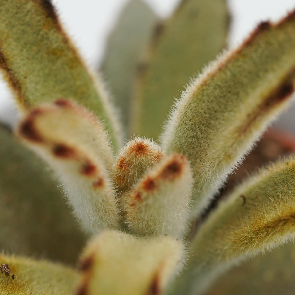 Kalanchoe tomentosa Chocolate Soldier - 6cm