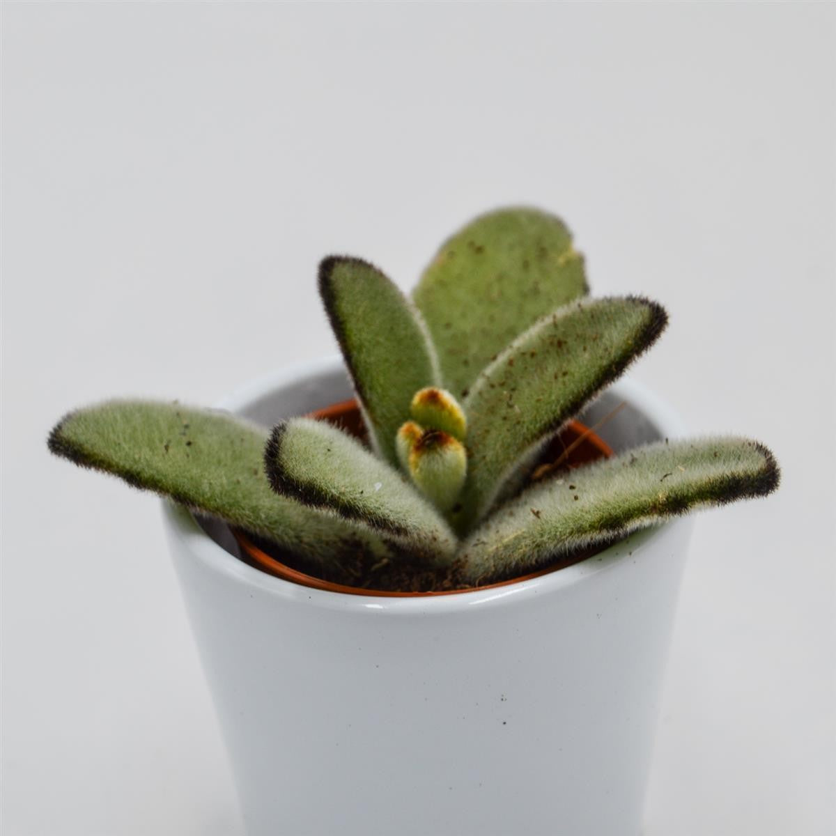 Kalanchoe tomentosa Jumbo - 5.5cm