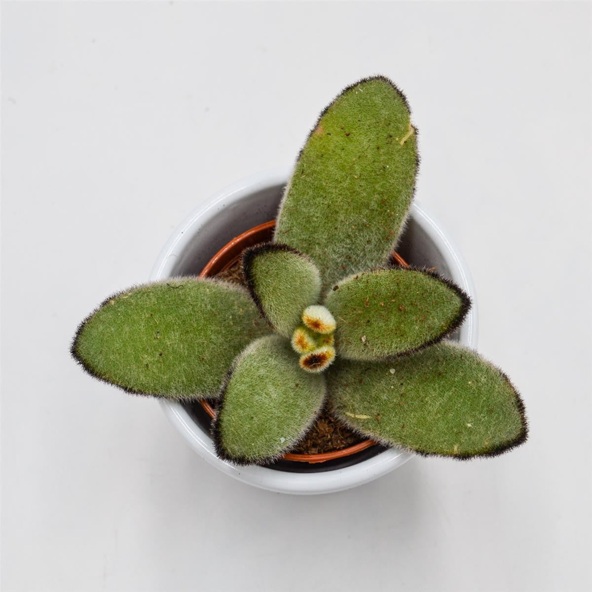 Kalanchoe tomentosa Jumbo - 5.5cm