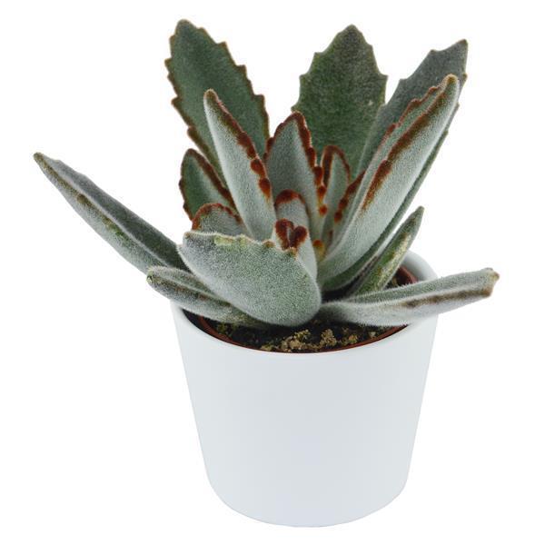 Kalanchoe tomentosa - 6cm