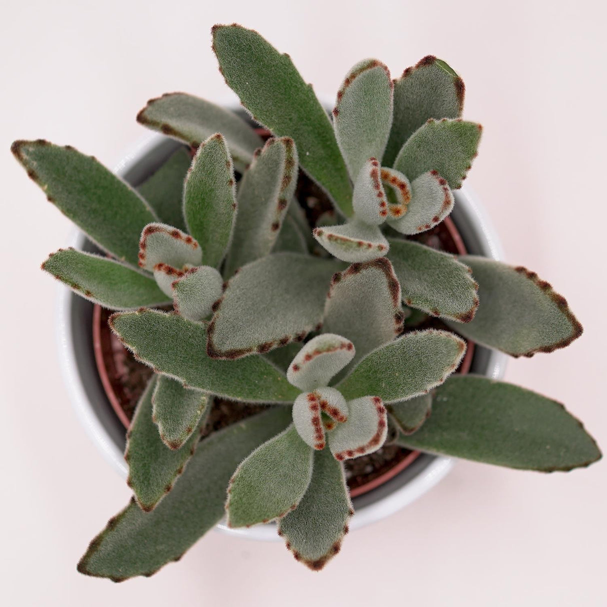 Kalanchoe tomentosa - 10,5cm