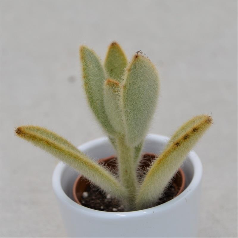 Kalanchoe villosa - 6.5cm