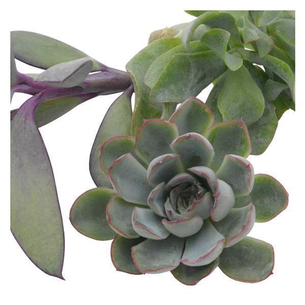 Stem cuttings, 3 pieces