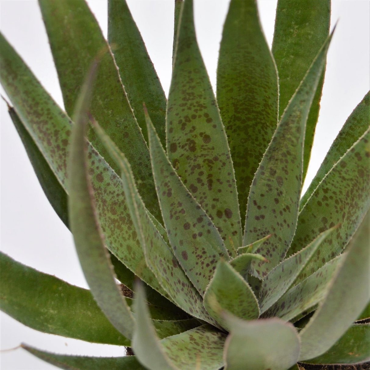 x Mangave Shy Pinapple - 13cm