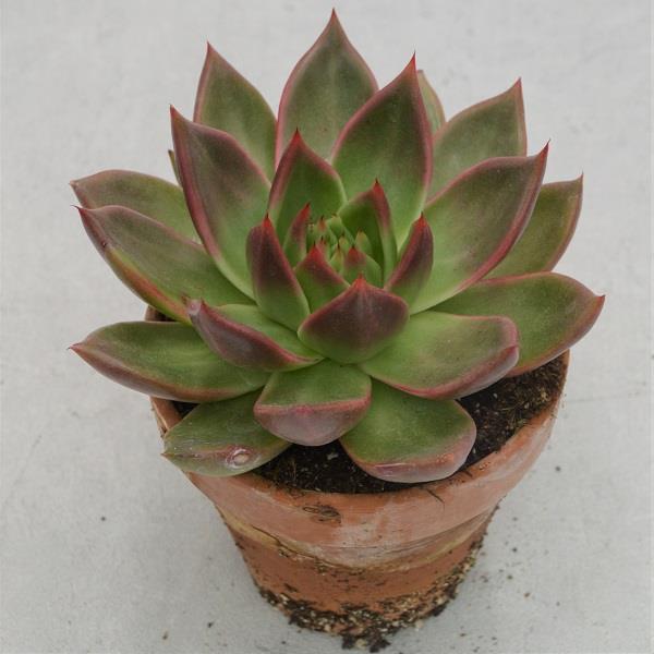 Echeveria agavoides Mars - 13cm in terracotta pot