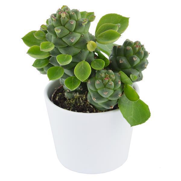 Euphorbia ritchiei - 6cm