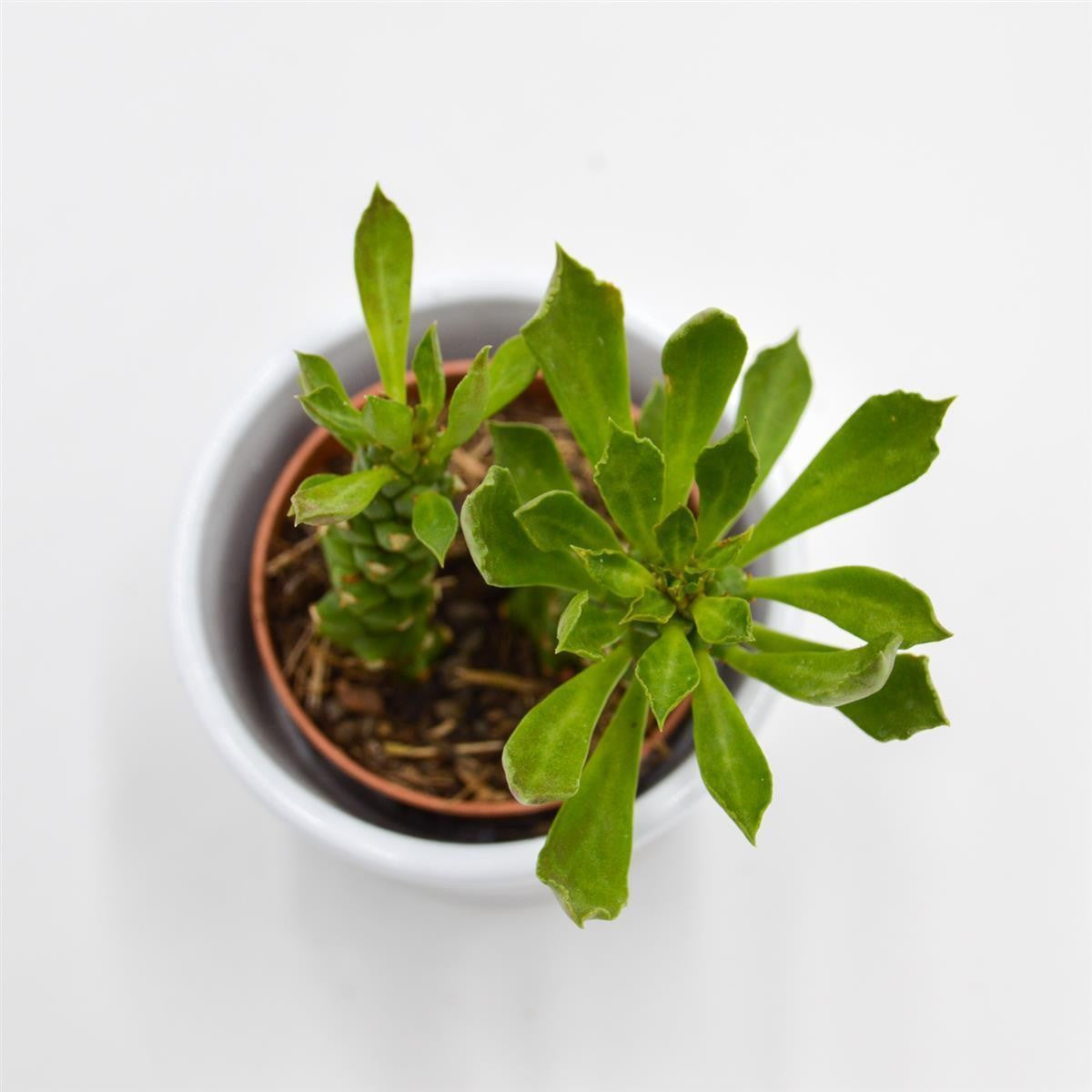 Monadenium stapelioides - 5.5cm