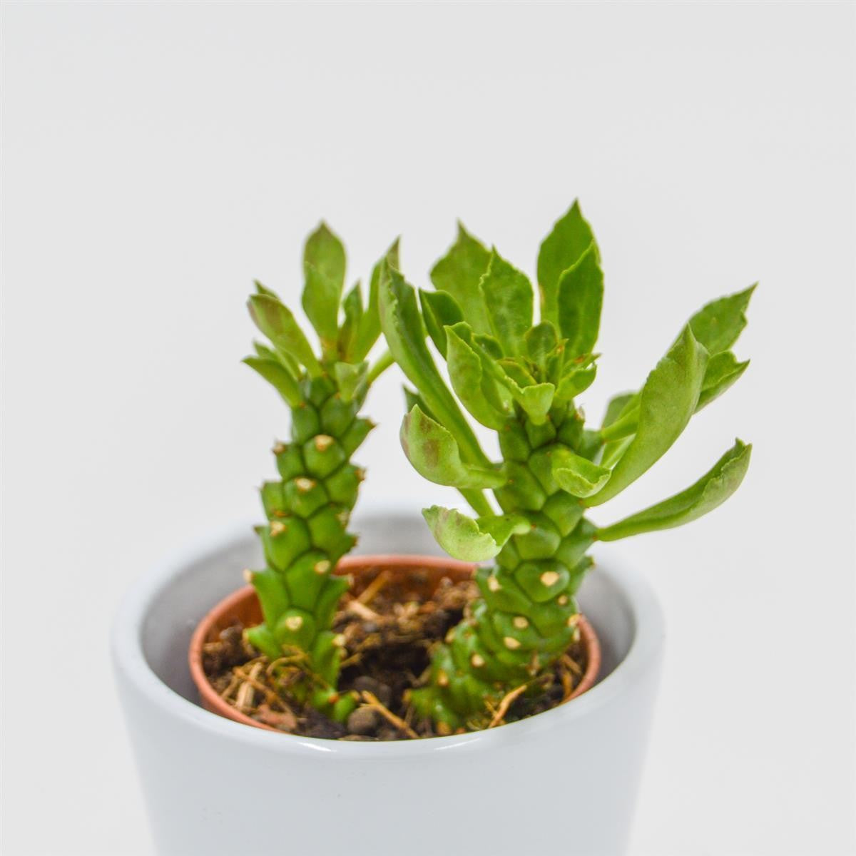 Monadenium stapelioides - 5.5cm