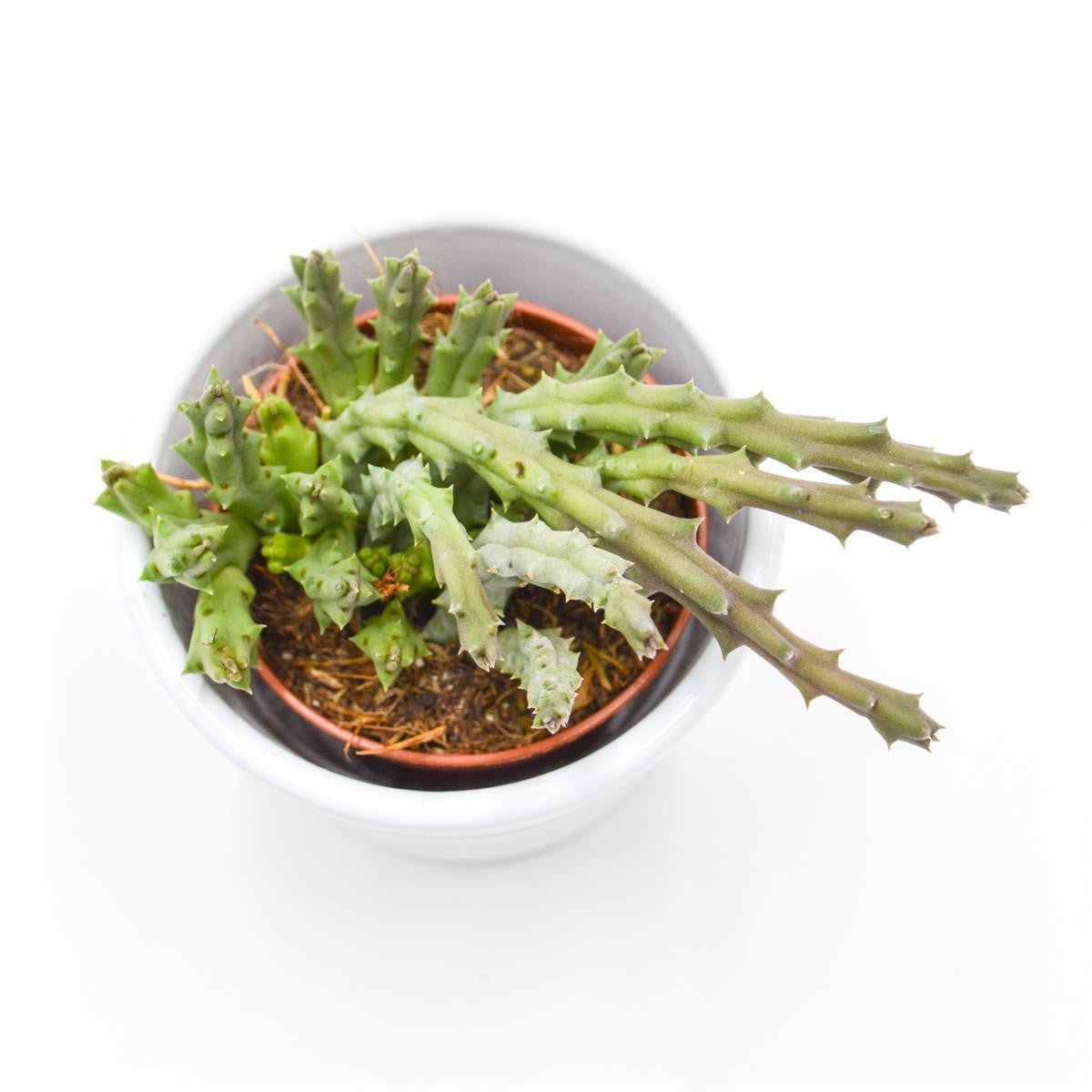 Orbea variegata - 5,5cm