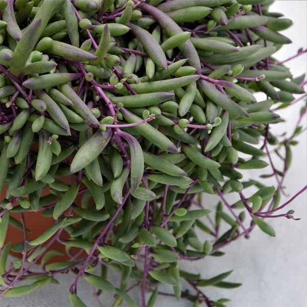 Othonna capensis Ruby Necklace - 15cm