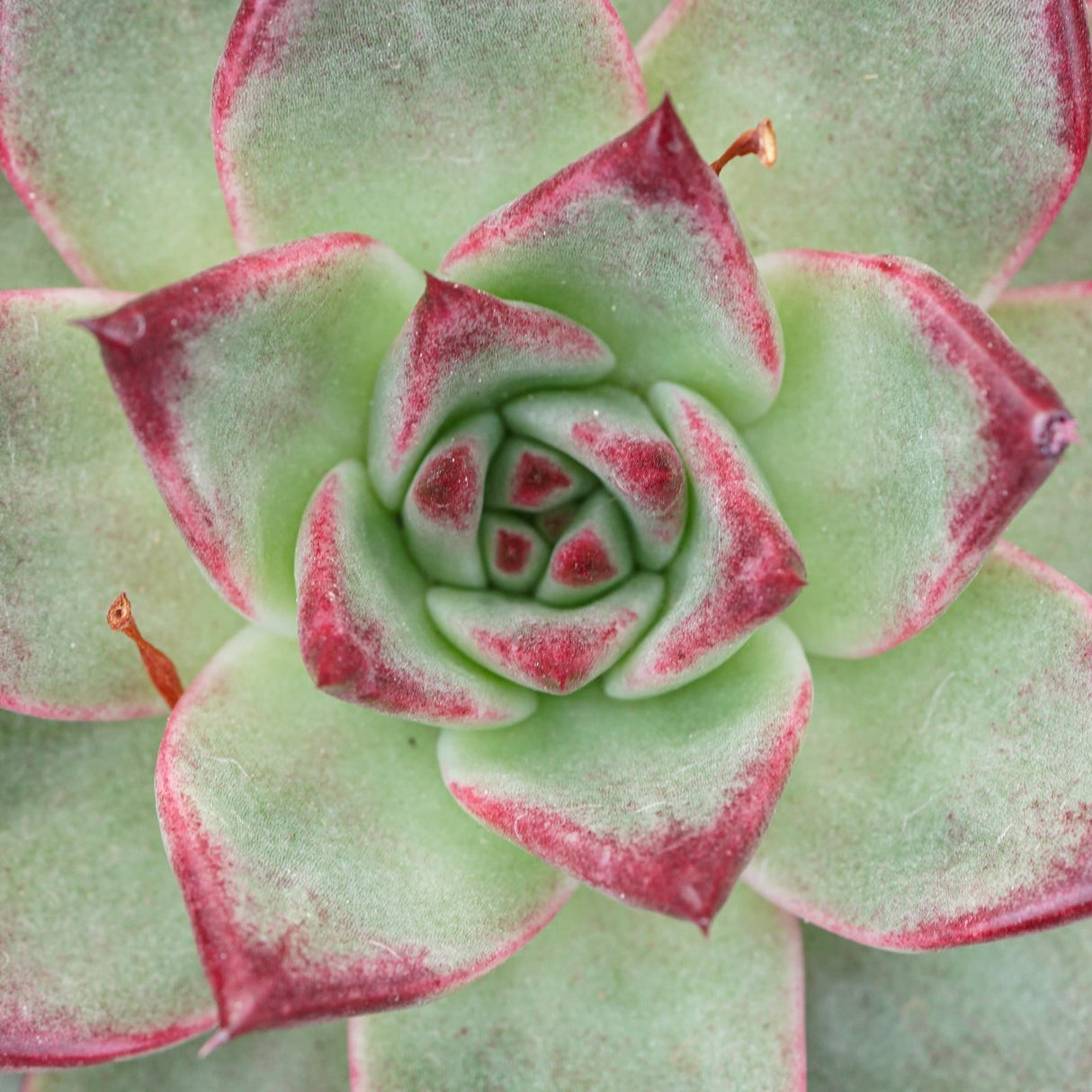 Echeveria Electra - 10.5cm