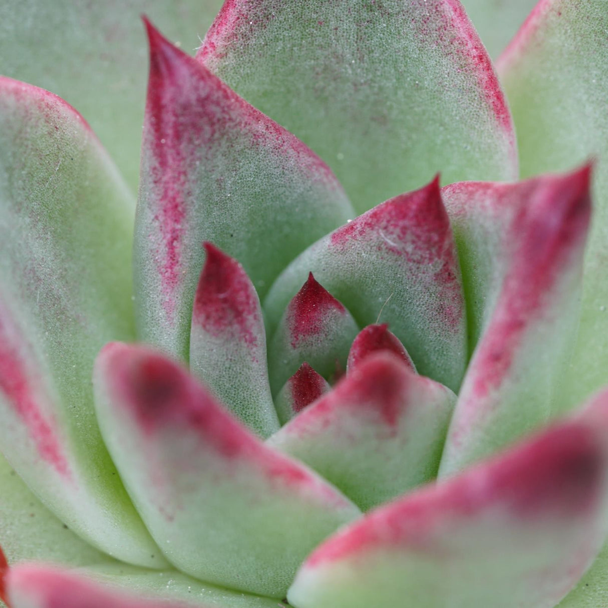Echeveria Electra - 10.5cm